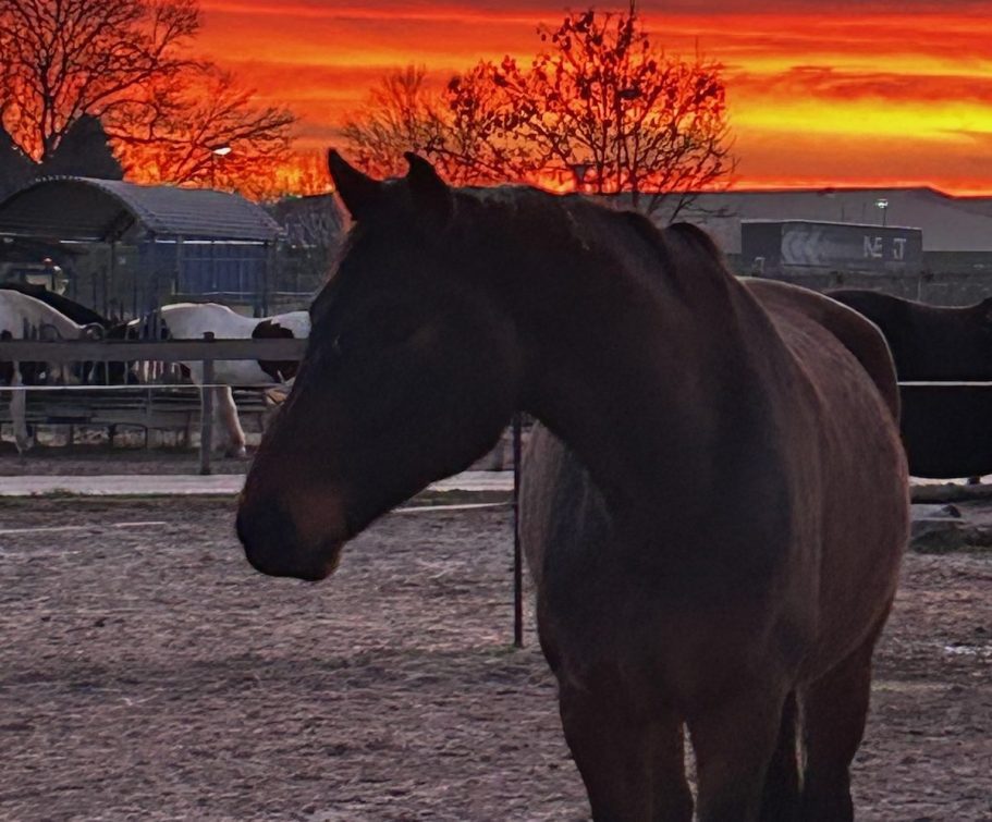 Paddocks