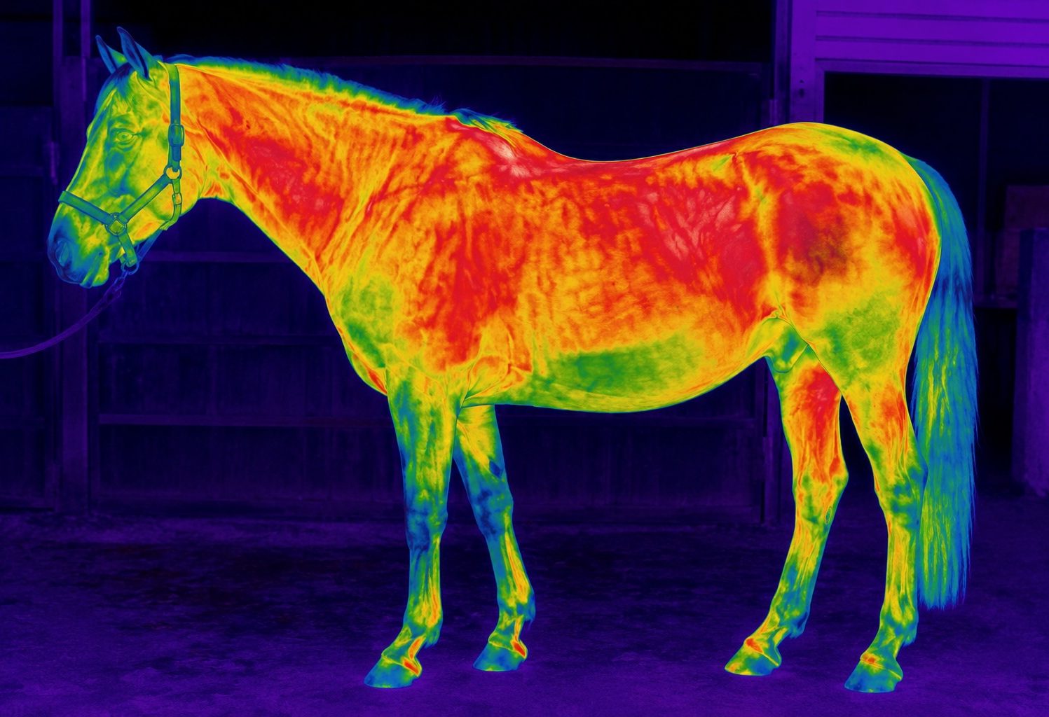 Thermografie